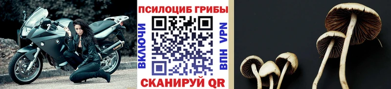 Галлюциногенные грибы GOLDEN TEACHER  Купить закладки  Горно-Алтайск 